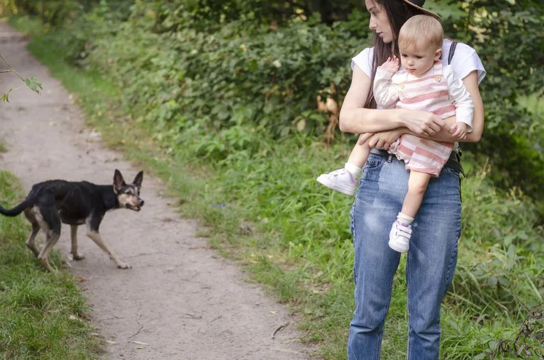 Dog bite - Cat